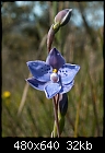 21+ in one day - Thelymitra ixiodes-thelymitra_ixioides_anglesea071014-1454.jpg