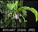 Mini orchid mystery-mm1.jpg