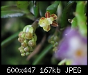 Mini orchid mystery-mm2.jpg