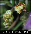 Mini orchid mystery-untitled-7.jpg