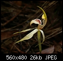 Thick-lip Spider-orchid (new)-arachnorchis_tessellata_orbost071103-5035.jpg