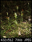 King Greenhood (new)-pterostylis_baptistii_orbost071105-5473.jpg