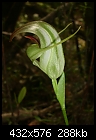 King Greenhood (new)-pterostylis-baptistii.jpg