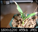 Click image for larger version

Name:	unknown orchids maybe bamboo 001.jpg
Views:	348
Size:	455.1 KB
ID:	7540
