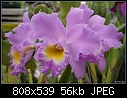 Click image for larger version

Name:	Blc Pink Debutante 69-01498.jpg
Views:	555
Size:	56.3 KB
ID:	7548