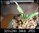 Click image for larger version

Name:	unknown orchids maybe bamboo 001.jpg
Views:	317
Size:	33.8 KB
ID:	7552
