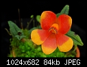 Dendrobium cuthbertsonii 'Bicolor Flare'-dendrobium-cuthbertsonii-bicolor-flare.jpg