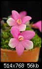 Dendrobium cuthbertsonii 'Bicolor Pink'-dendrobium-cuthbertsonii-bicolor-pink.jpg
