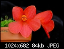 Dendrobium cuthbertsonii 'Big Red'-dendrobium-cuthbertsonii-big-red.jpg