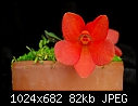 Dendrobium cuthbertsonii 'Cardinal'-dendrobium-cuthbertsonii-cardinal.jpg