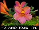 Dendrobium cuthbertsonii 'Geneva Pink'-dendrobium-cuthbertsonii-geneva-pink.jpg