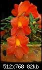 Dendrobium cuthbertsonii 'Orange Orb'-dendrobium-cuthbertsonii-orange-orb.jpg