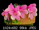 Dendrobium cuthbertsonii 'Pink Flare'-dendrobium-cuthbertsonii-pink-flare.jpg
