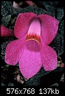 Dendrobium cuthbertsonii 'Pink Roo'-dendrobium-cuthbertsonii-pink-roo-1.jpg