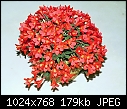 Dendrobium cuthbertsonii 'Red Parrott'-dendrobium-cuthbertsonii-red-parrott-1.jpg