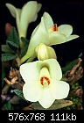 Dendrobium cuthbertsonii 'White Orb'-dendrobium-cuthbertsonii-white-orb-1.jpg