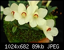Dendrobium cuthbertsonii 'White'-dendrobium-cuthbertsonii-white.jpg