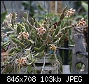 Den. rigidum - The Plant-den-rigidum-717-01515.jpg