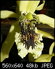 P Max orchid #1-pmax071201-8987.jpg