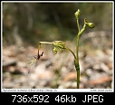Click image for larger version

Name:	Thynninorchis_huntianus_Otways071201-9087f.jpg
Views:	453
Size:	46.4 KB
ID:	7619