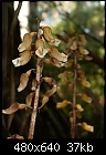 Tall Potato Orchid-gastrodia_procera_warburton071202-9252.jpg