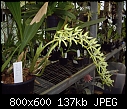 P Max orchid #1-coelogyne-pandurata-2a.jpg