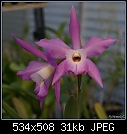 Natural Hybrid L. anceps x autumnalis-l-anceps-x-autumnalis-nhy751-01552.jpg