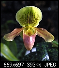Click image for larger version

Name:	Paph_Gold_Jeweler.jpg
Views:	397
Size:	393.5 KB
ID:	7722