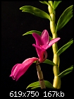First bloom - dcrepidiferum.jpg (1/1) [168K]-dcrepidiferum.jpg