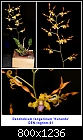 Dendrobium tangerinum 'Kuranda'-den-tngrnm-01.jpg