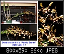Dendrobium helix 'Pomio Brown'-den-helix-02.jpg