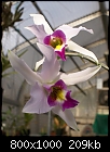 Opened today!! The real L. anceps-laelia-anceps-295-01598.jpg