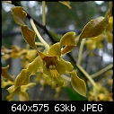 Dendrobium Rosalind Choon Lin-den-rclin-02.jpg