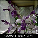Dendrobium Blue Sparkle-den-bluspk-01b.jpg