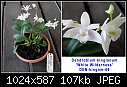 Dendrobium kingianum 'White Wilderness'-den-kingnm-06.jpg