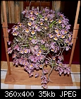 Dendrobium loddigesii-den-lodgsi-02.jpg
