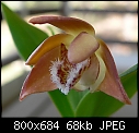 Dendrobium fleckeri-den-fleckeri-01.jpg