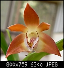 Dendrobium fleckeri-den-fleckeri-02.jpg