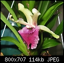Click image for larger version

Name:	Cnths Overbrook X Kefersteinia tolimensis1.jpg
Views:	332
Size:	113.9 KB
ID:	7818