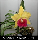 Blc Gold of Old 'Dubloons'-blc-gold-old-dubloons.jpg