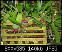 Click image for larger version

Name:	Bulb corollifolium.jpg
Views:	337
Size:	140.4 KB
ID:	7856