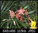 19th World Orchid Conference-100_0685.jpg