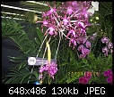 19th World Orchid Conference-100_0690.jpg