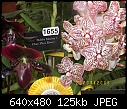 19th World Orchid Conference-100_0695.jpg