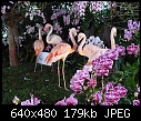 19 WOC-flamingos-2.jpg