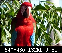 19 WOC-parrot.jpg