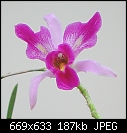 Click image for larger version

Name:	laelia Anceps flower.jpg
Views:	120
Size:	186.9 KB
ID:	8071