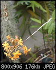 Click image for larger version

Name:	Epidendrum weedDSC01650.jpg
Views:	330
Size:	176.5 KB
ID:	8073