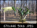 Click image for larger version

Name:	D_speciosum_plant.jpg
Views:	312
Size:	50.1 KB
ID:	8105