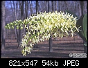 Click image for larger version

Name:	D_speciosum_spikes.jpg
Views:	192
Size:	53.7 KB
ID:	8106